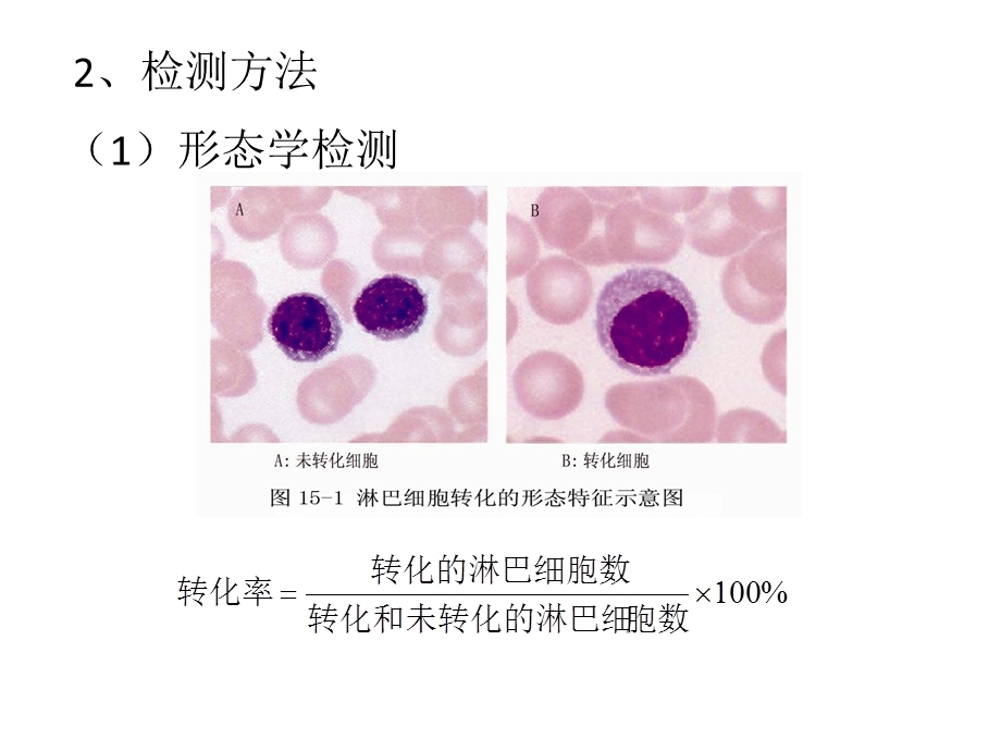 T细胞检测技术文档资料.ppt_第3页