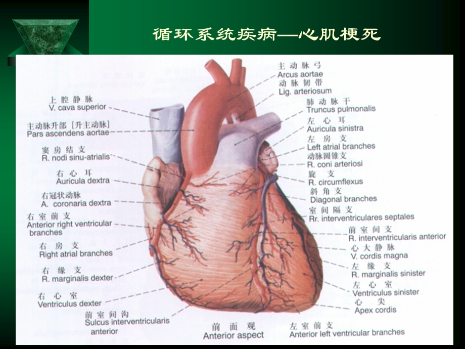 最新：循环系统疾病—心肌梗死文档资料.ppt_第3页