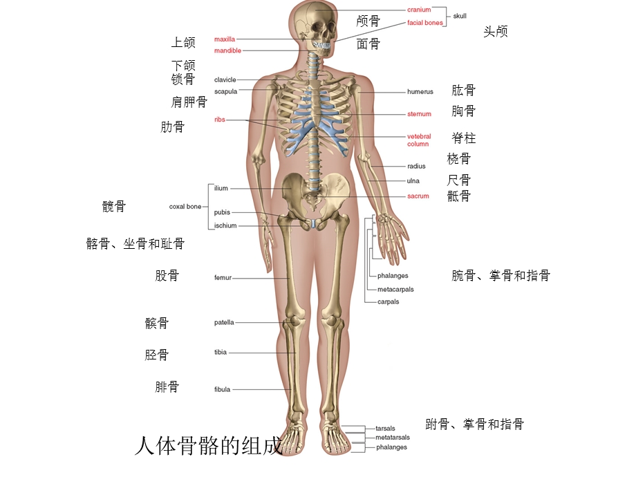 人体解剖生理学实验——实验一骨骼系统文档资料.ppt_第1页