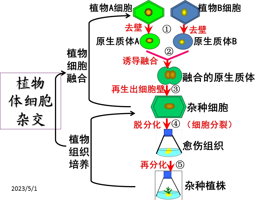 最新212植物细胞工程的实际应用上课用PPT文档.ppt_第1页