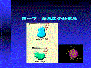 最新第五章细胞因子PPT文档.ppt