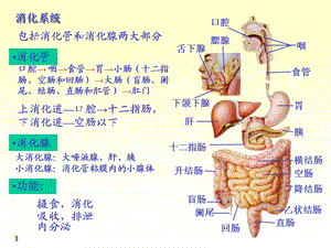 消化系统局部解剖学文档资料.ppt