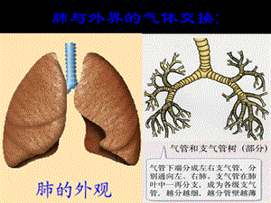 最新：七年级生物下册第三章第二节发生在肺内的气体交换课件新人教版文档资料.ppt