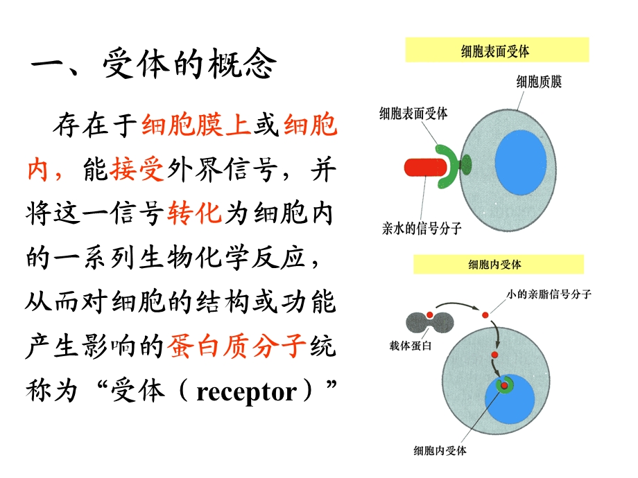 第五节细胞膜受体名师编辑PPT课件.ppt_第2页