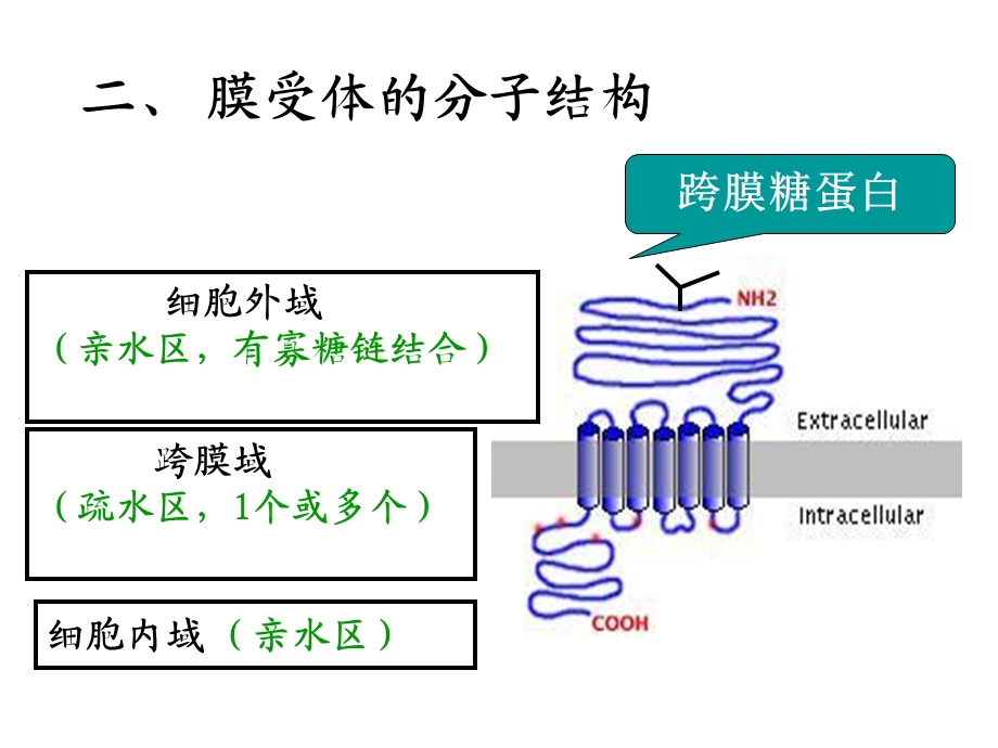 第五节细胞膜受体名师编辑PPT课件.ppt_第3页