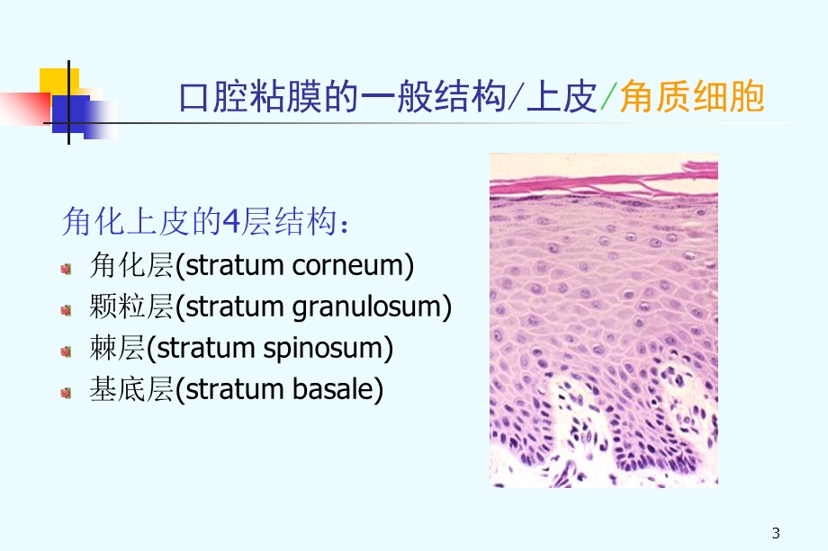 口腔粘膜组织病理PPT文档资料.ppt_第3页