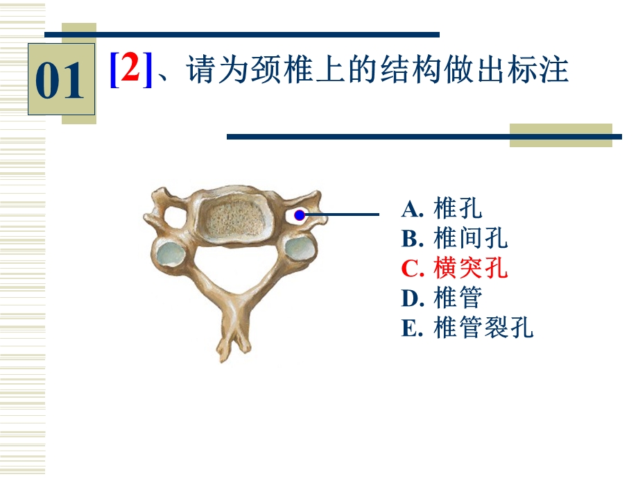 最新温州医学院系统解剖学切片考试ppt课件PPT文档.ppt_第2页