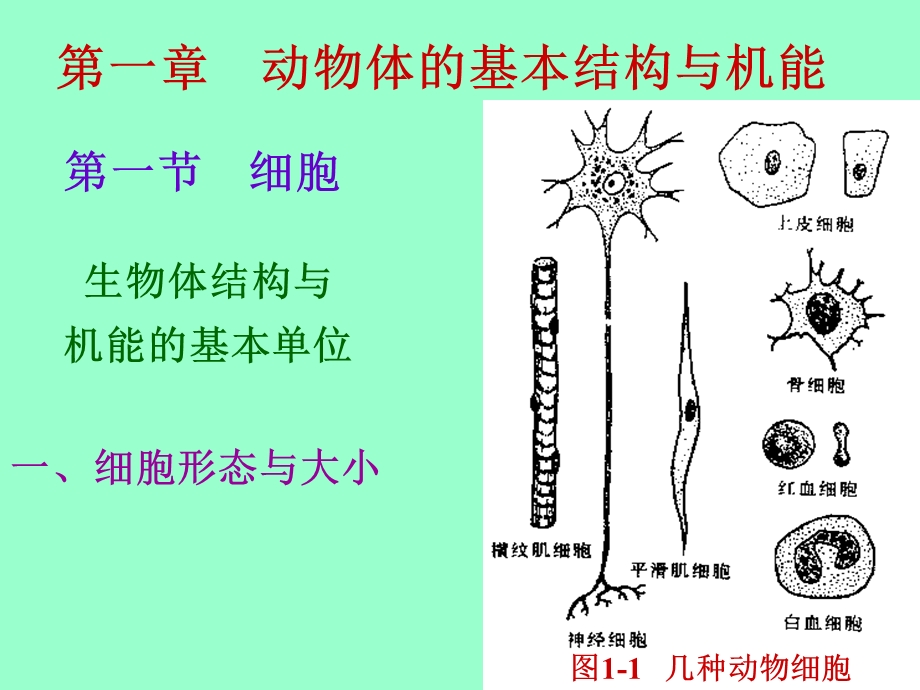 第一动物体的基本结构与机能名师编辑PPT课件.ppt_第1页