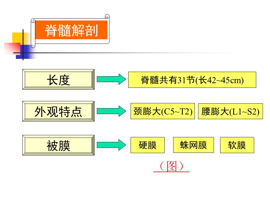 哈尔滨医科大学神病学脊髓疾病课件精选文档.ppt_第3页