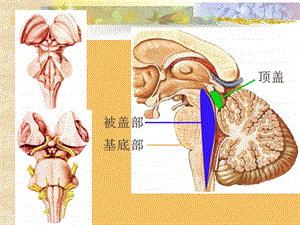 神经解剖学干简化文档资料.ppt