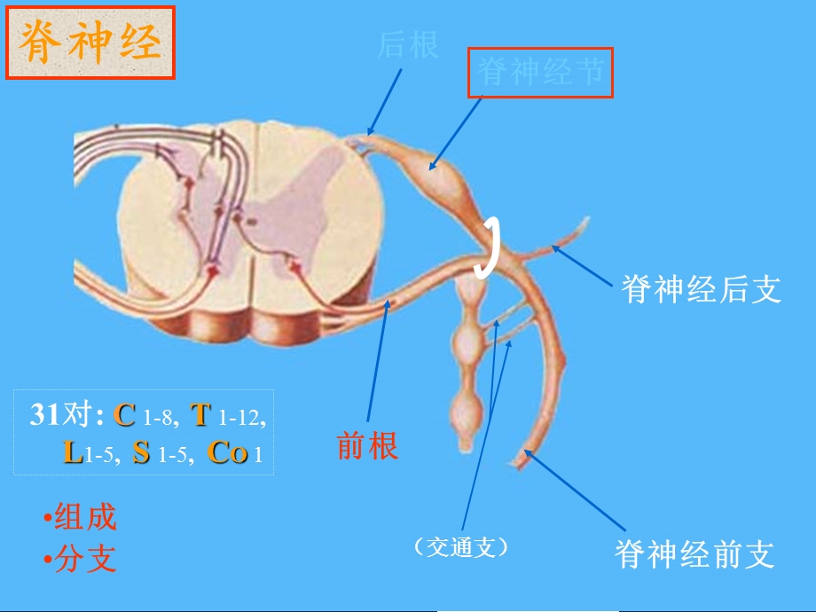 周围神经系统篇1文档资料.ppt_第1页