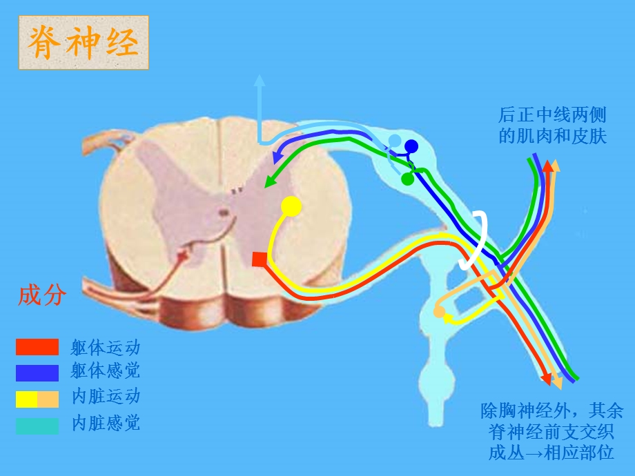 周围神经系统篇1文档资料.ppt_第2页