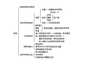 最新肾脏生理解剖功能PPT文档.ppt