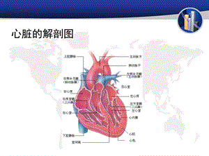 常见的心脏外科疾病简述精选文档.ppt