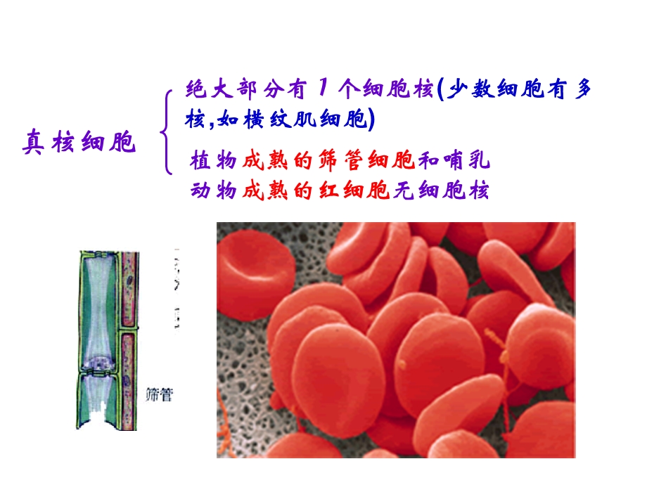 最新浙科版生物必修1细胞核课件PPT文档.ppt_第1页