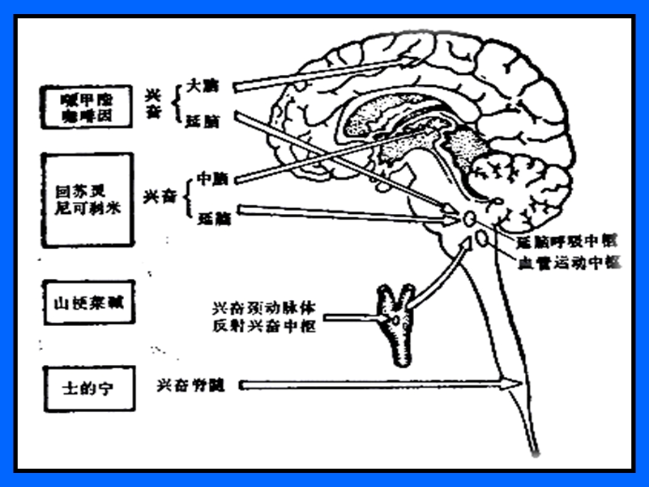 最新：中枢兴奋药及大脑功能恢复药文档资料.ppt_第3页