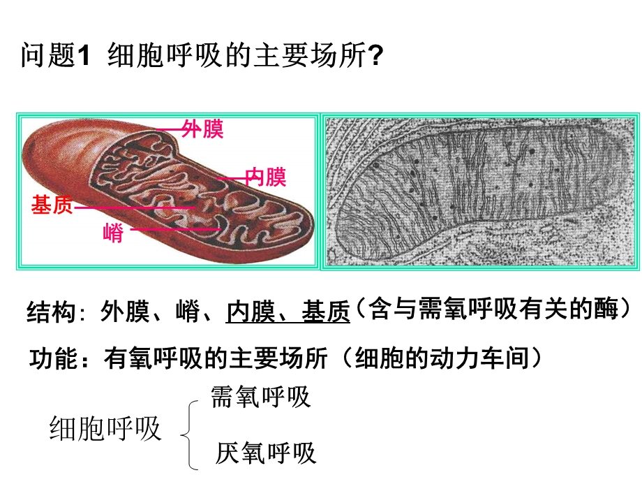 最新：第四节细胞呼吸文档资料.ppt_第2页