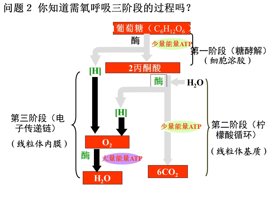 最新：第四节细胞呼吸文档资料.ppt_第3页