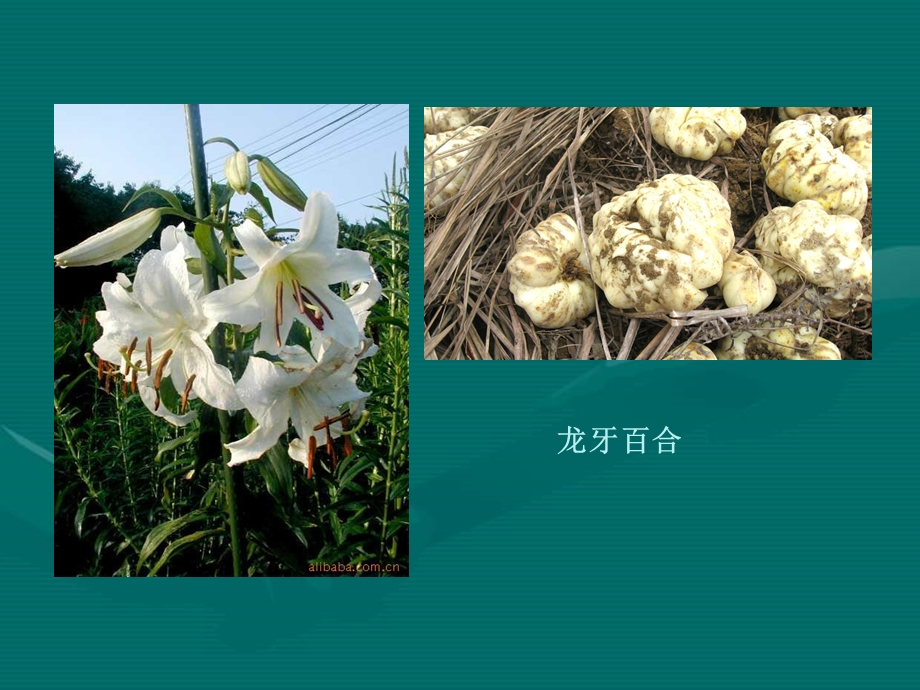 百合栽培.ppt_第2页