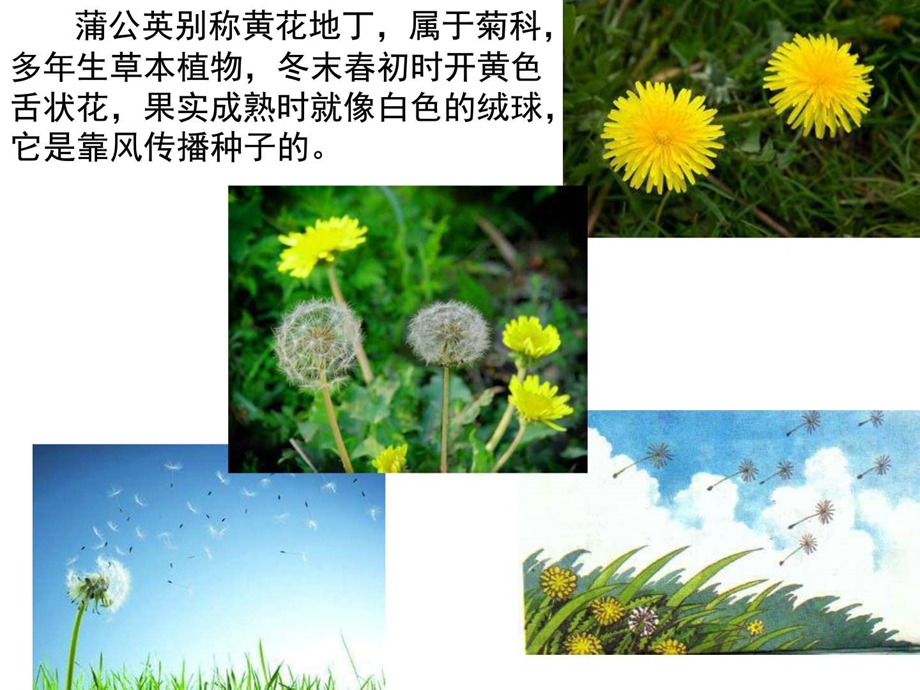 最新苏教版三上8蒲公英..ppt_第3页