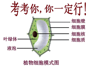 最新新人教版七年级生物上册第二单元第一章第四节细..ppt