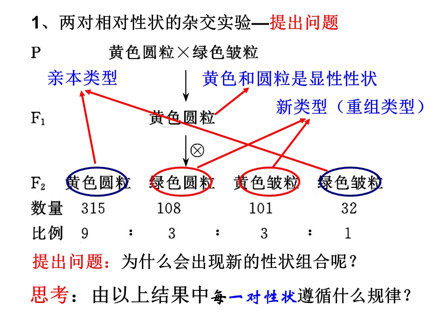 基因的自由组合定律.ppt_第3页