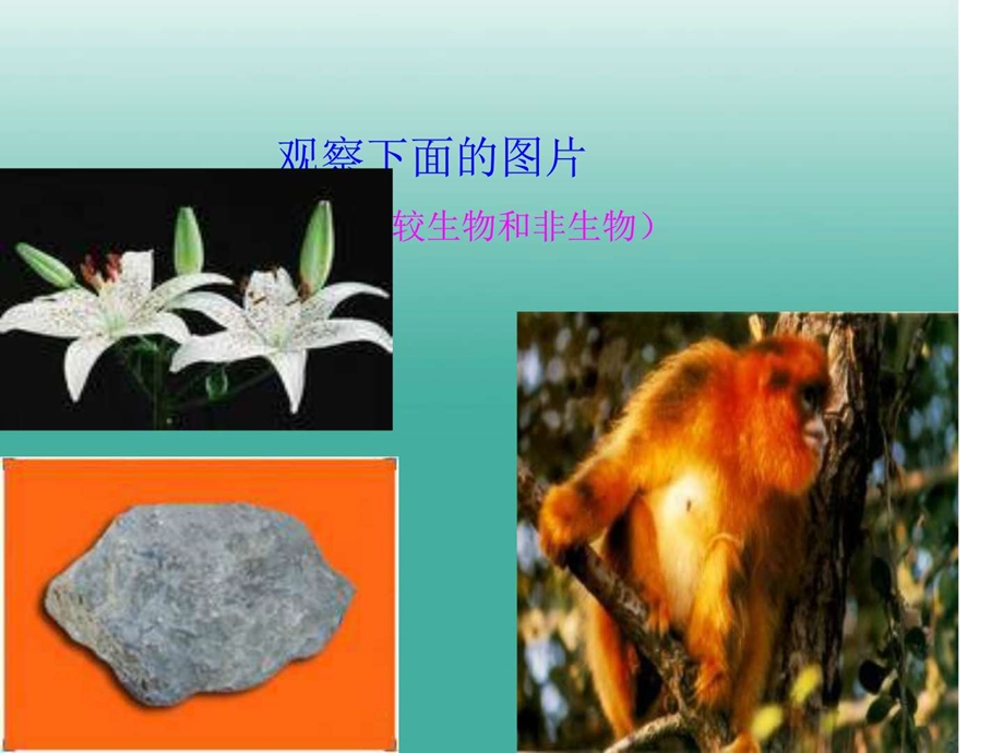 最新新人教版七年级生物上册第一单元第一章第一节生..ppt_第2页