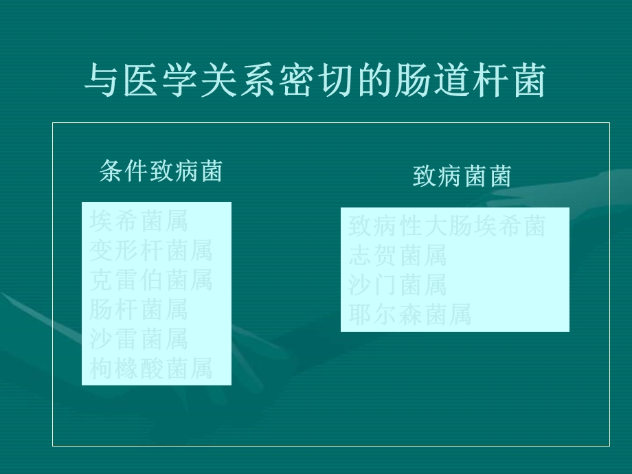 肠杆菌科概述.ppt_第2页