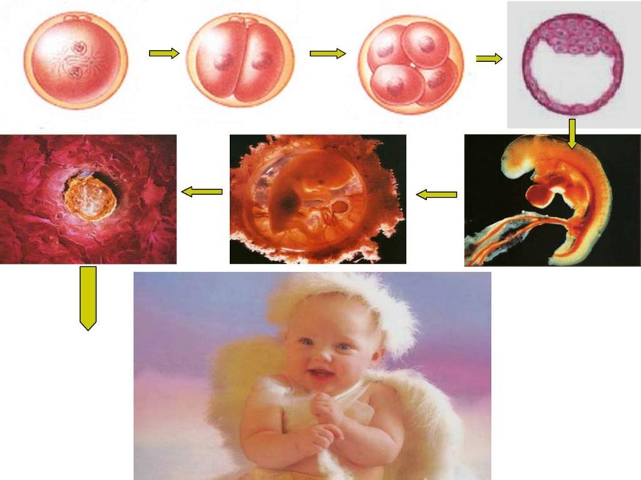 最新高一生物必修1 细胞的增殖..ppt_第1页