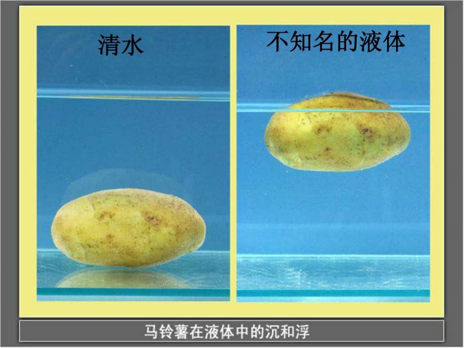 最新五年级科学下1.7 马铃薯在液体中的沉浮..ppt_第2页