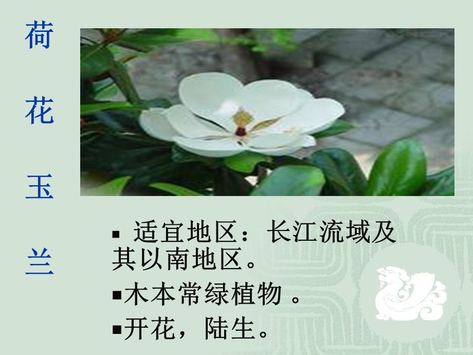 多种多样的植物(2).ppt_第3页