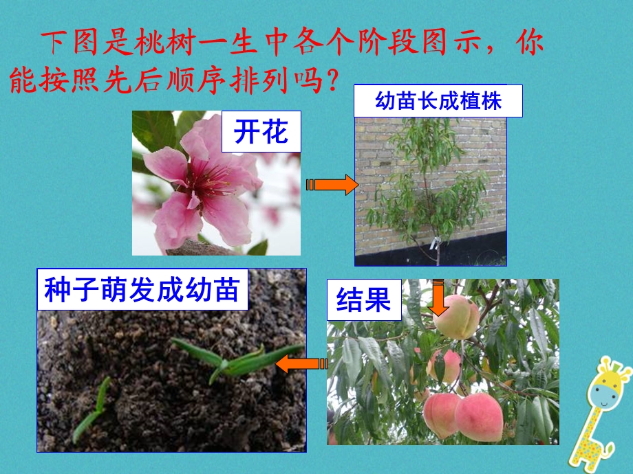 吉林省长市七年级生物上册第三单元第二章第三节开花和结果课件3新版新人教版.pptx_第1页