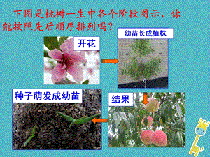 吉林省长市七年级生物上册第三单元第二章第三节开花和结果课件3新版新人教版.pptx