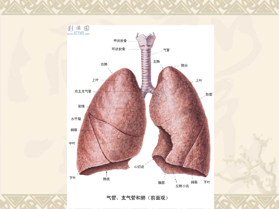 CT正常彩色解剖图肺段.ppt_第3页