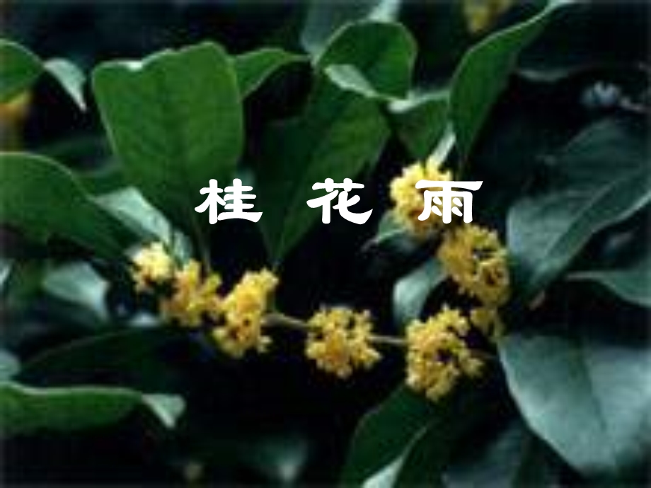 小学语文五年级上册《桂花雨》PPT课件.ppt_第2页