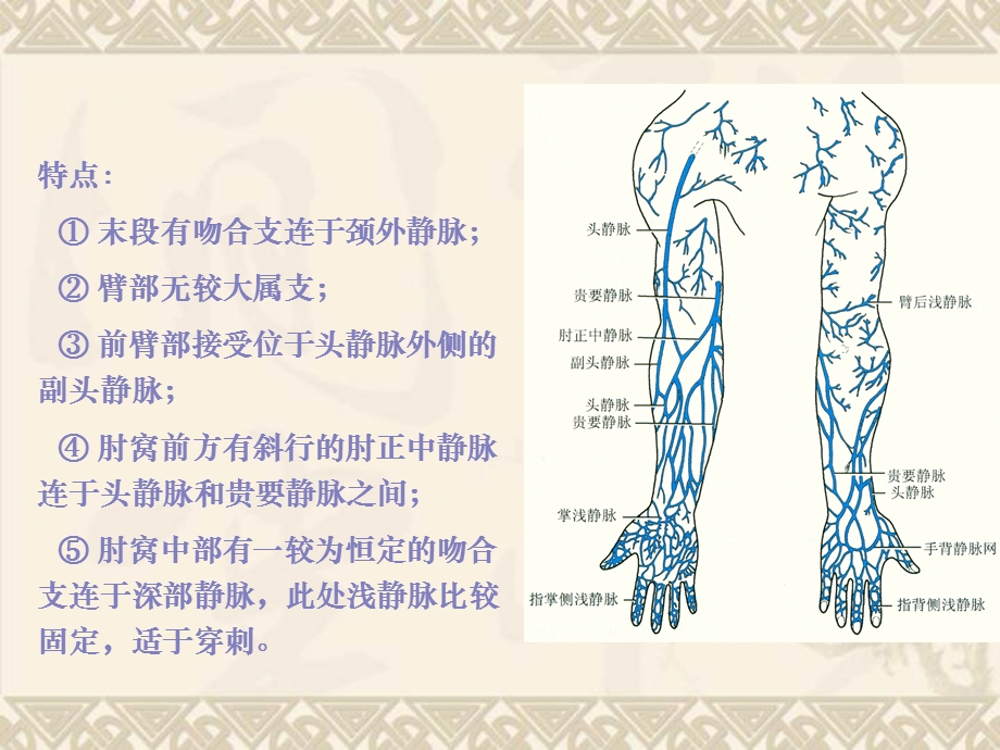 3臂、肘和前臂前区().ppt_第3页