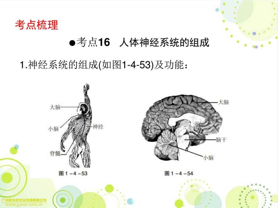 最新广东省中山市人教版初中生物中考精美复习课件 第(14)..ppt_第2页