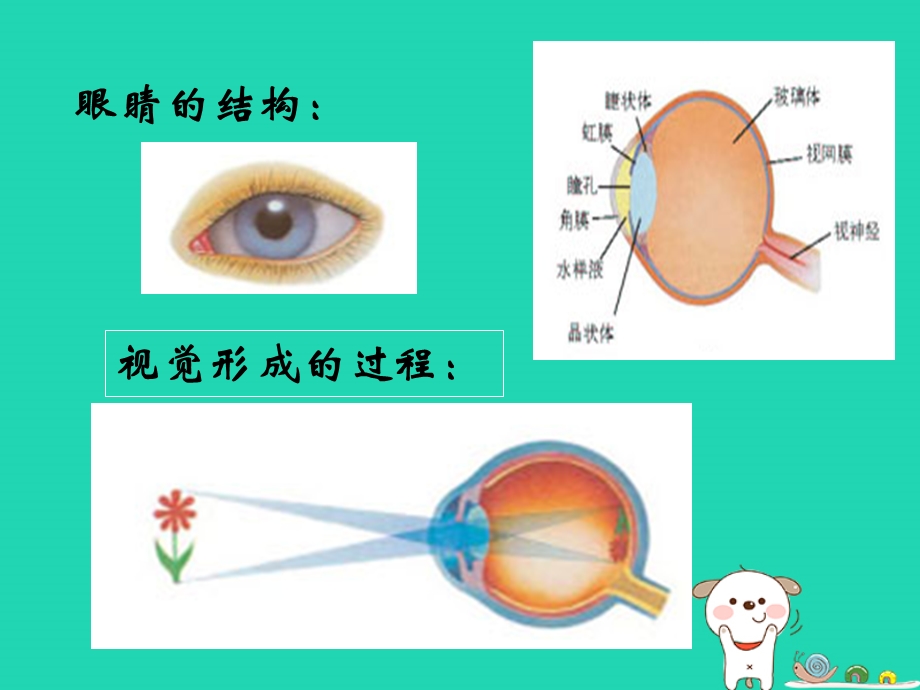 八年级物理上册3.7眼睛与光学仪器课件新版粤教沪版.pptx_第2页