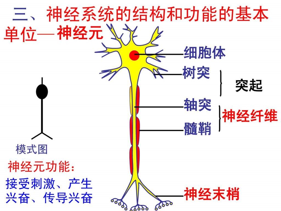 最新高二复习动物和人体生命活动的调节..ppt_第2页