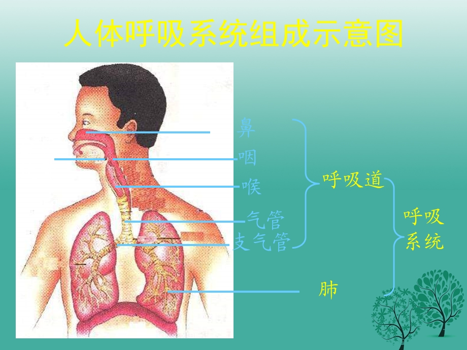 七年级生物下册102人体细胞获得氧气的过程课件2新版北师大版.pptx_第3页