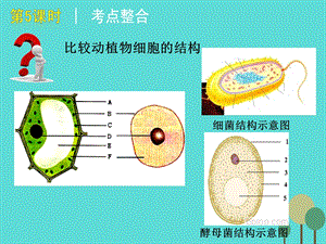 中考生物第5课时生物体的结构层次复习课件.pptx