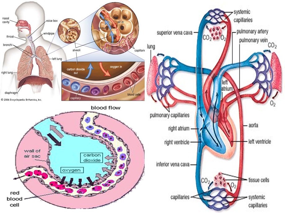 最新内科护理学课件 英语 考试资料RespiratoryFailure..ppt_第3页