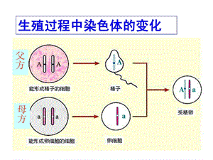 最新新人教版 第三节 基因的显性和隐性..ppt