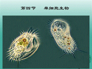 最新新人教版七年级生物上册第二单元第二章第四节单..ppt