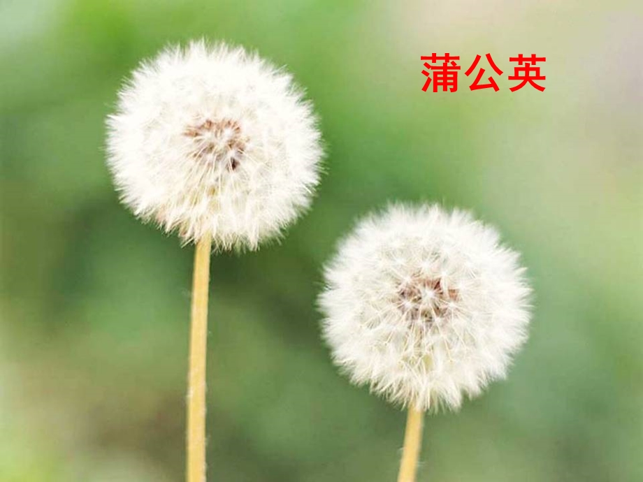 植物妈妈有办法第一课时.ppt_第3页