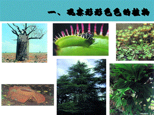 江苏省七年级生物下册11.1地面上的植物被子植物与裸子植物课件新版苏科版.pptx