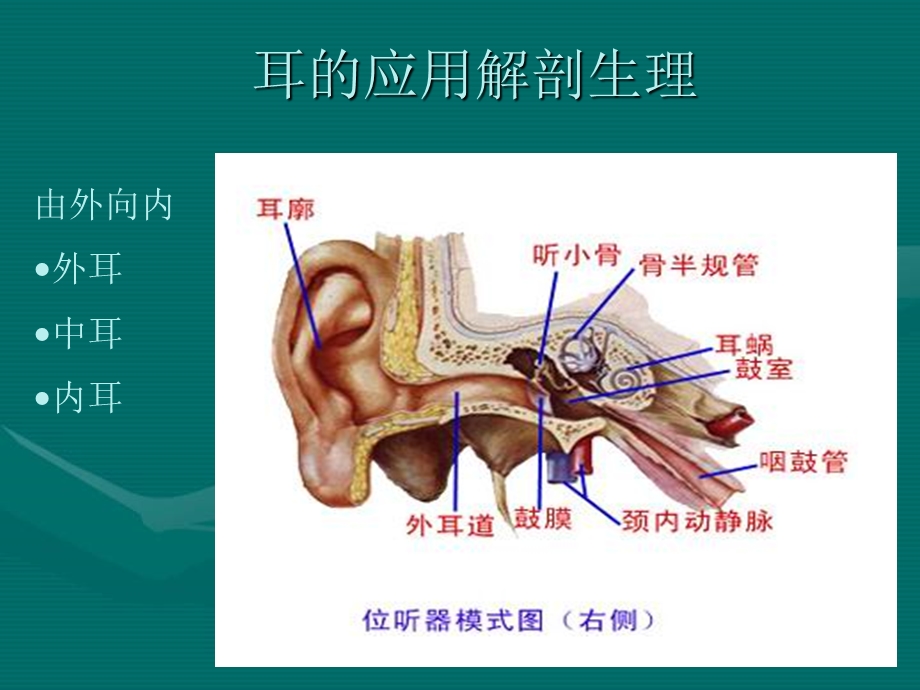 耳鼻咽喉应用解剖生理.ppt_第3页