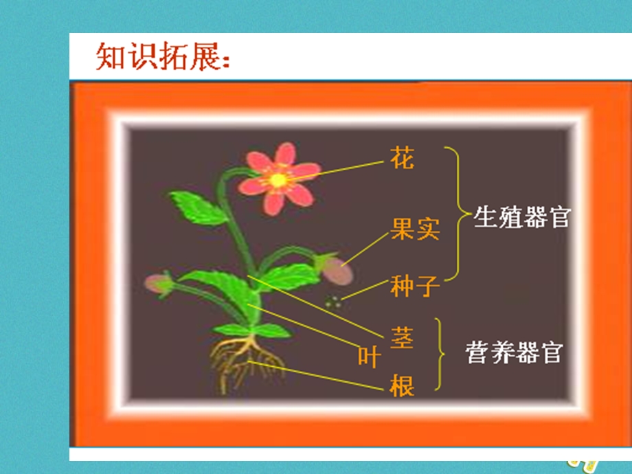 江苏省七年级生物下册9.1植物体的结构层次课件新版苏科版.pptx_第3页