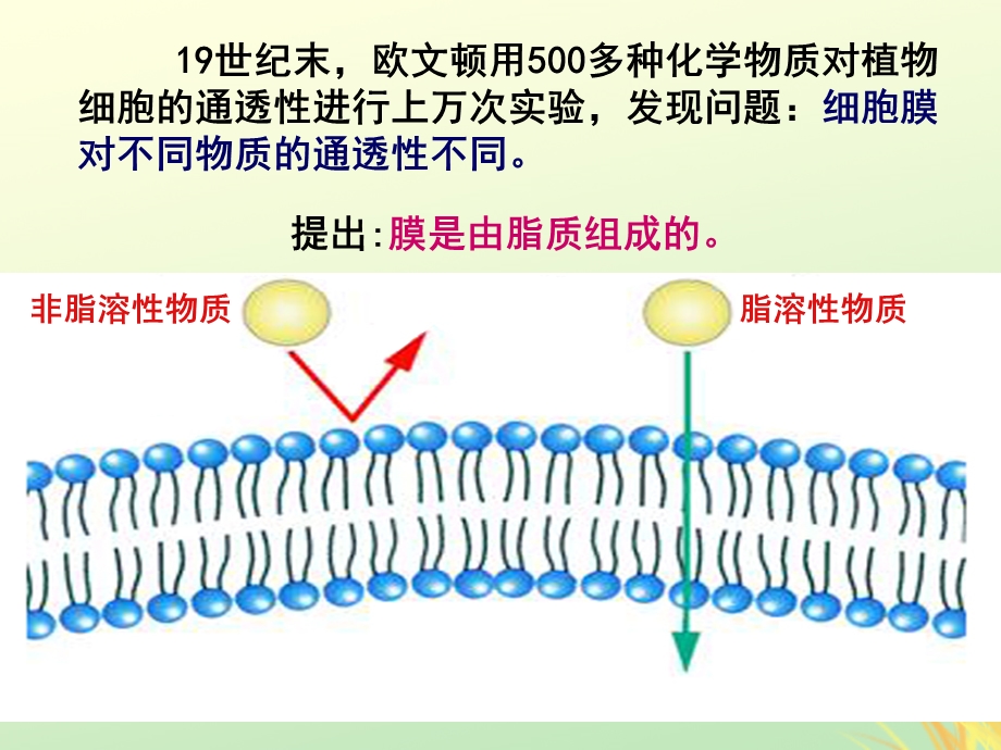 高中生物专题4.2生物膜的流动镶嵌模型同步课件新人教版.pptx_第3页