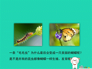 八年级生物上册4.2.1昆虫的生殖和发育课件新版济南版.pptx